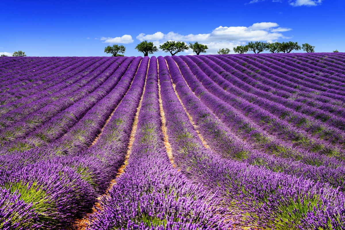 Umbria: Assisi Lavender Festival - Dream of Italy