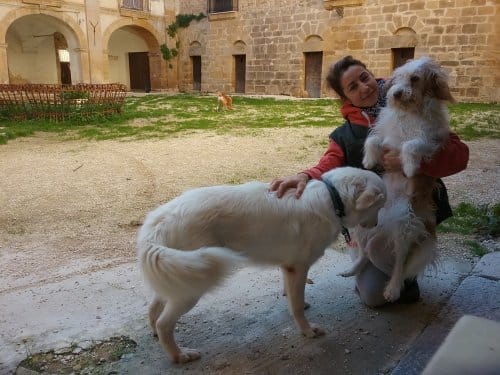 Helping the Strays of Sicily - Dream of Italy